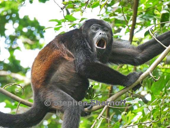 howler monkey costa rica graphic